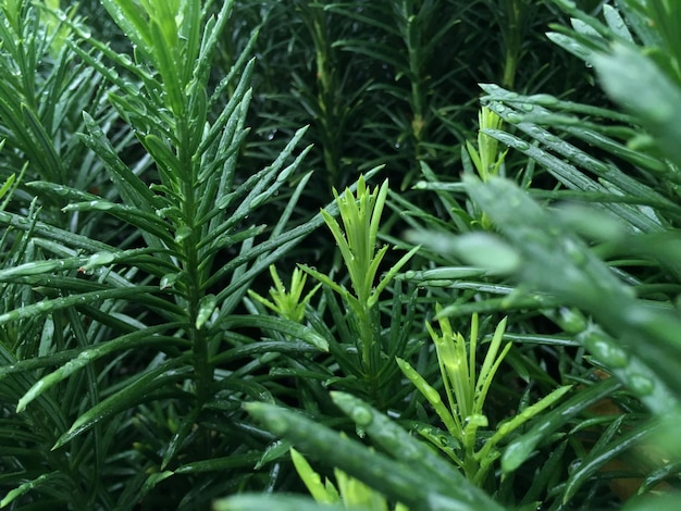 Taufropfen auf dem Gras