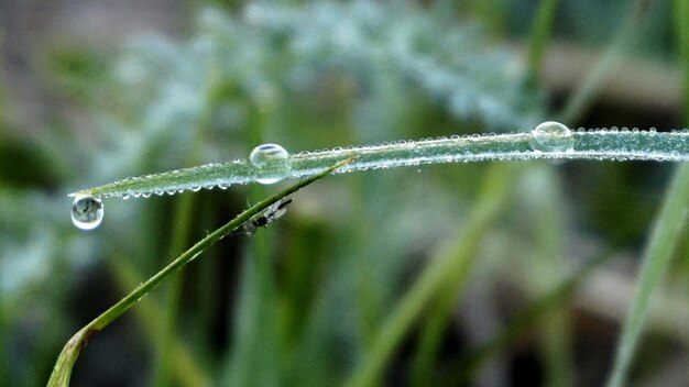 Foto taufropfen auf dem gras