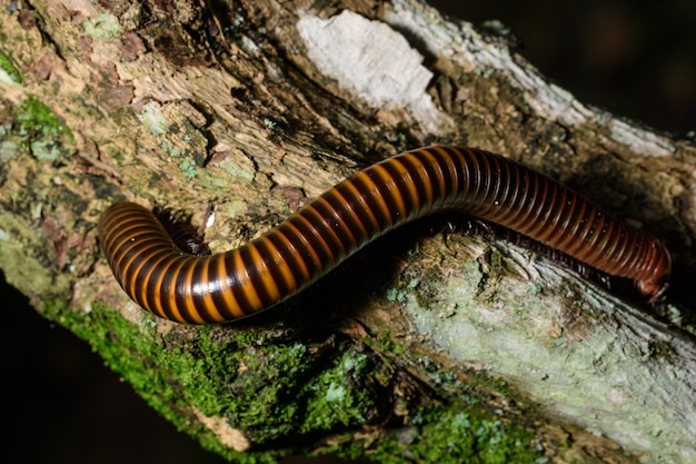 Tausendfüßer Makro auf Blättern