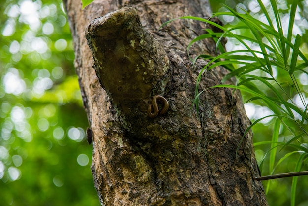 Tausendfüßer thront auf einem Baum