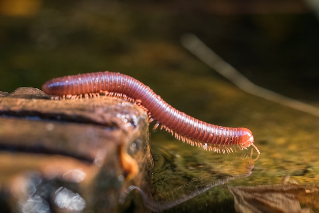 Tausendfüßler auf der Oberfläche