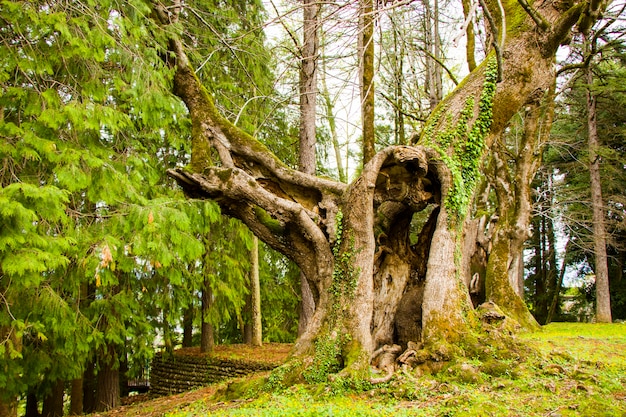 Tausendjähriger Lindenbaum, alter und großer Baum