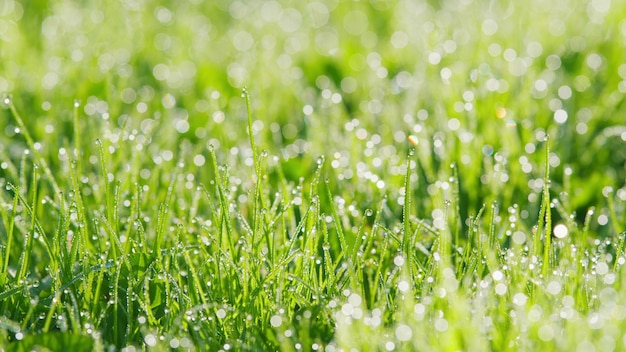 Taustropfen im Vordergrund auf langem grünem Gras, das durch ein Grasfeld mit Wasser-Tau-Bokeh geht