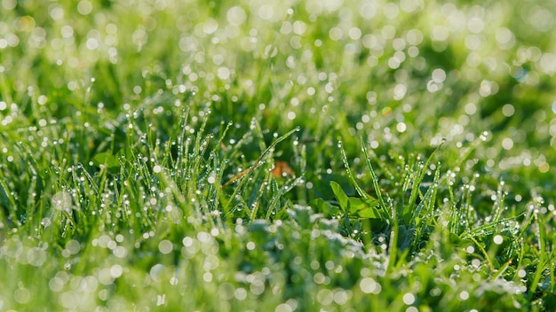 Taustropfen im Vordergrund auf langem grünem Gras, das durch ein Grasfeld mit Wasser-Tau-Bokeh geht