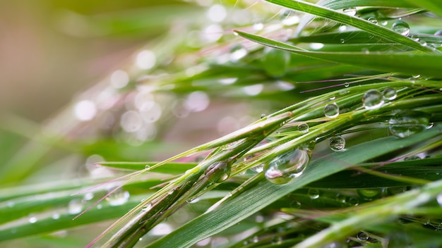 Tautropfen auf dem Gras.