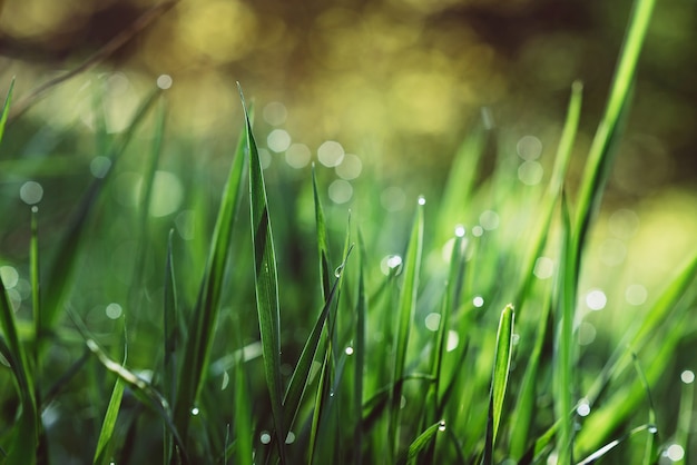 Tautropfen auf dem grünen gras an einem sonnigen morgen. natürlicher blumentexturhintergrund. selektiver fokus, geringe schärfentiefe. schönes natürliches bokeh.