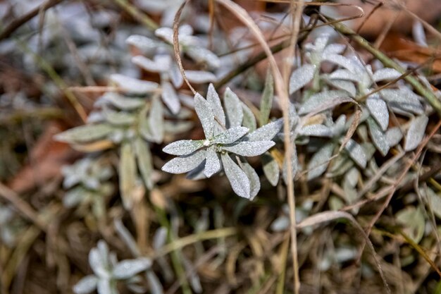 Tautropfen auf den grünen Blättern einer Pflanze