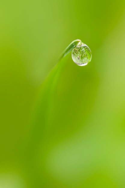 Tautropfen auf der Spitze eines Grashalms