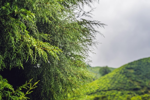 Tautropfen auf einem dunkelgrünen Baum