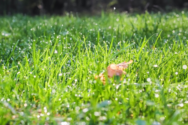 Tautropfen auf einem frischen grünen Gras im Sommer