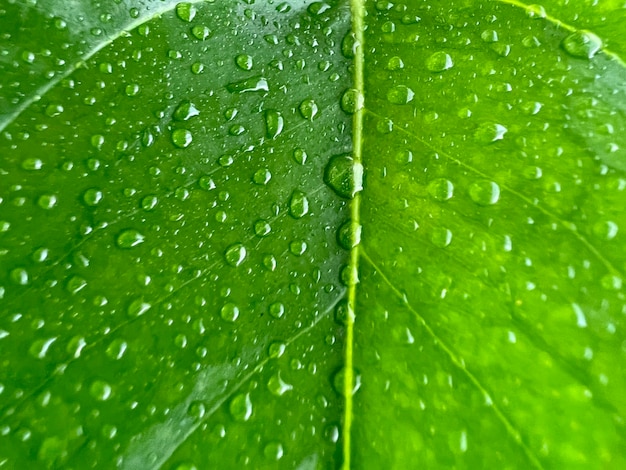 Tautropfen auf einem grünen Blatt