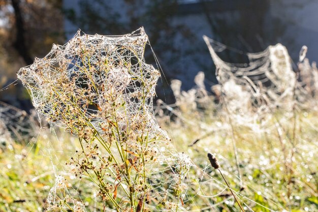 Tautropfen auf einer Herbstpflanze mit einem Spinnennetz