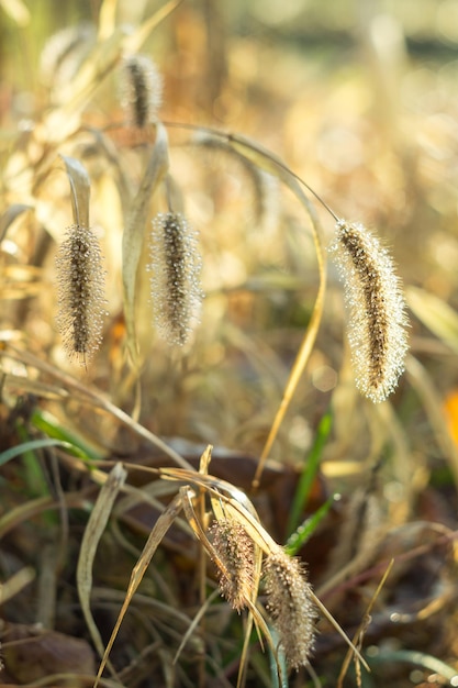 Foto tautropfen auf flauschigen herbstgrasährchen glitzern in der sonne