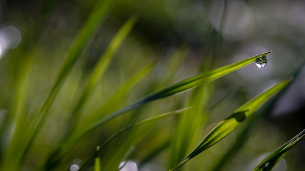 Tautropfen auf grünem Gras am Morgen