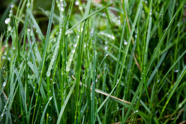 Tautropfen auf grünem Gras. Grüner Grashintergrund