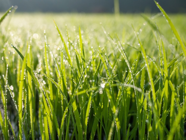 Tautropfen auf grünem Grasblatt am Morgen