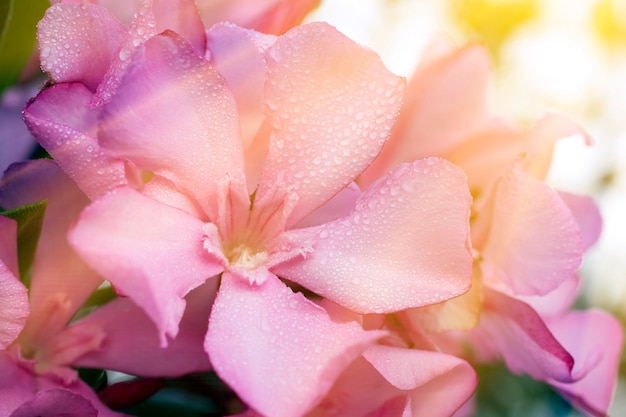 Tautropfen auf rosa Blume