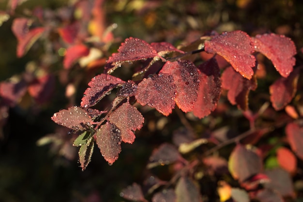 Foto tautropfen auf rotem und orangefarbenem herbstlaub