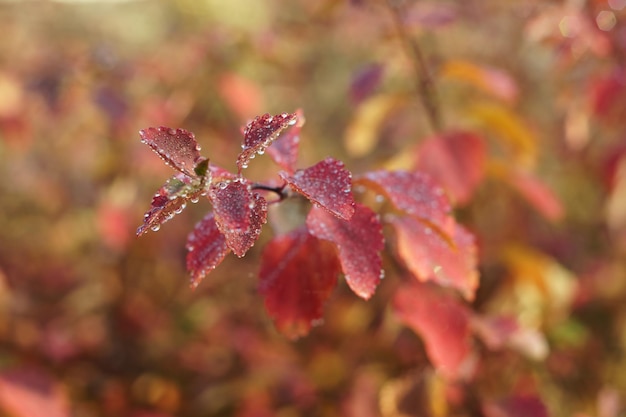 Foto tautropfen auf rotem und orangefarbenem herbstlaub