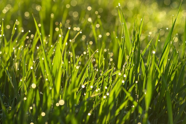 Tautropfen in Form von Bokeh auf jungem Weizengras in einem Frühlingsfeld