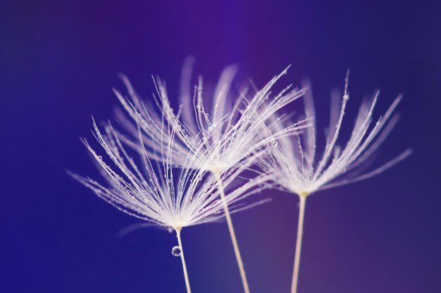 Tauwassertropfen auf Löwenzahnsamen-Makrofotografie Flauschiger Löwenzahnsamen mit schönem Regentropfen