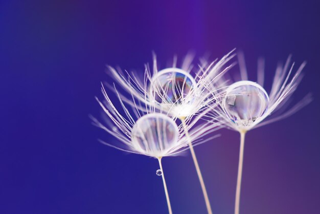 Tauwassertropfen auf Löwenzahnsamen Makrofotografie Flauschiger Löwenzahnsamen mit schönem Regentropfen