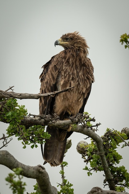 Tawny-Adler auf einem verdrehten Zweig, der nach links starrt