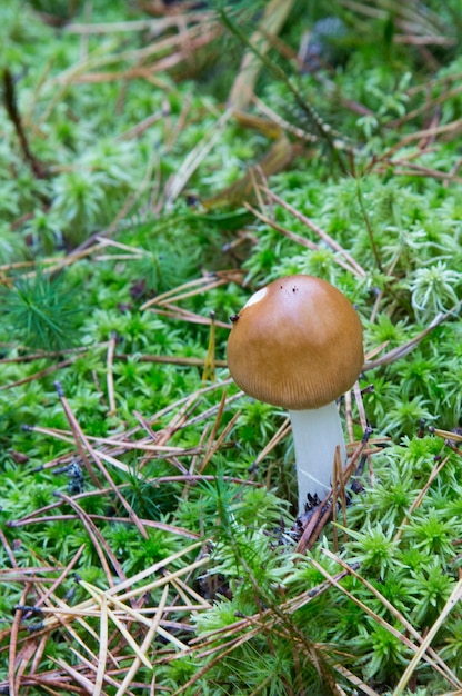 Tawny Grisette Amanita fulva sobre hierba cubierta de musgo. El hongo a una edad temprana es comestible y delicioso. Seta en el bosque de otoño.