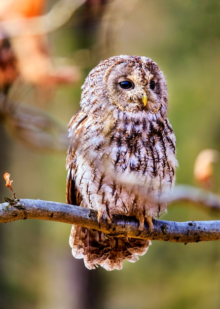 Foto tawny owl sentado en la rama