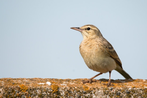 Tawny Pipit sentado en una valla de hormigón