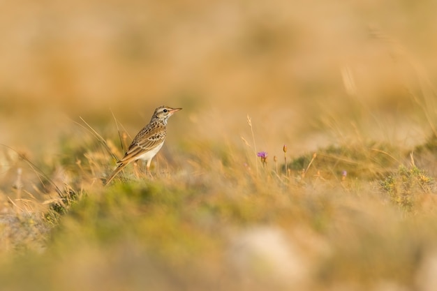 Tawny Pipit sitzt im Gras auf einer felsigen Wiese