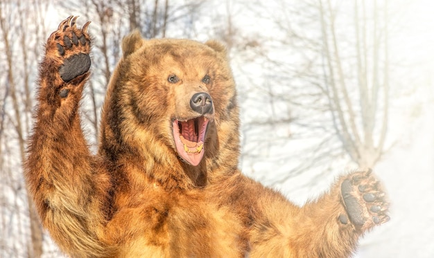 Taxidermia de um urso castanho kamchatka na floresta no inverno à luz do sol