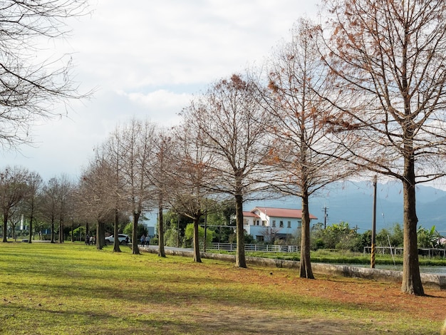 Taxodium im Winter