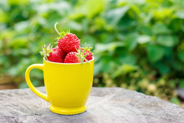 Taza amarilla con fresas maduras.