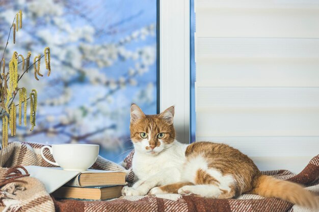 Una taza blanca de café y libros y un gato rojo y blanco se relajan en el alféizar de la ventana En el fondo un hermoso paisaje primaveral Concepto de hogar acogedor Quédate en casa y relájate