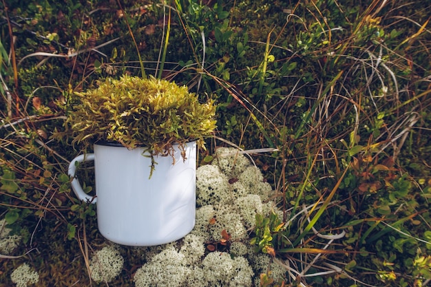 Taza blanca esmaltada en el fondo de ramitas de liquen de musgo de reno y agujas de pino Mercancía de trekking y equipo de camping foto de marketing Taza de metal blanco Plantilla de maqueta de escena rústica