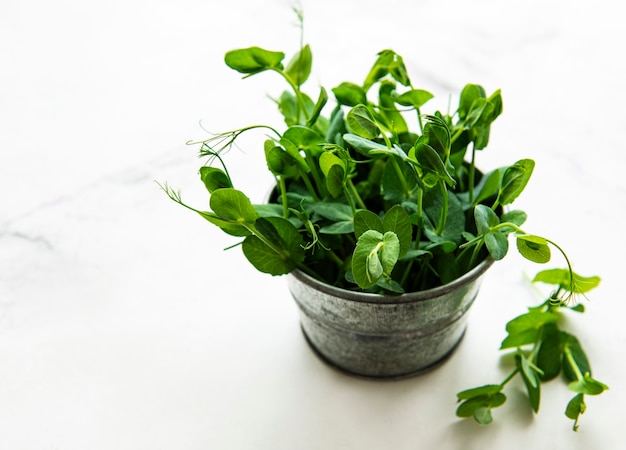 Taza con brotes verdes de semillas germinadas de guisantes sobre una mesa