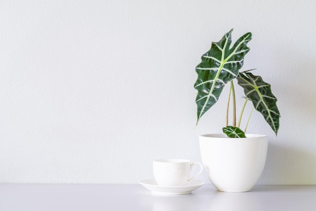 Taza de café con leche y Alocasia sanderiana Bull o Alocasia Plant sobre la mesa y fondo de pared blanca