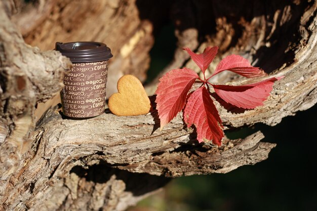 taza de café en la naturaleza en otoño