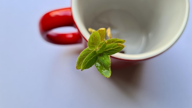 TAZA DE DESAYUNO ROJA VACÍA CON PLANTA VERDE DENTRO