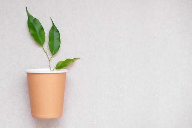 Una taza con una planta cuelga de una pared.