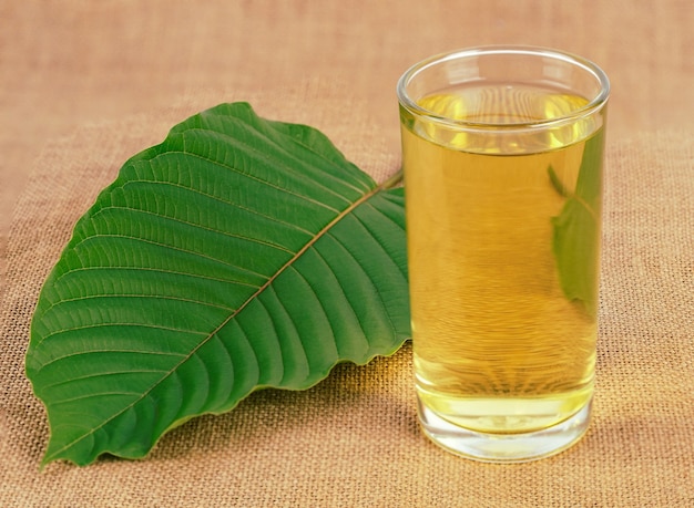 Taza de té de kratom con hojas frescas de kratom Mitragyna speciosa kratom ha ayudado a reducir la grasa