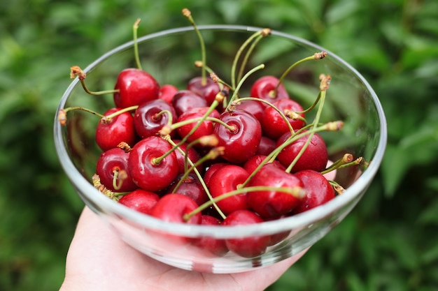 Un tazón de cerezas frescas para el verano.