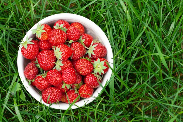 Tazón de fresa en el jardín de fresas