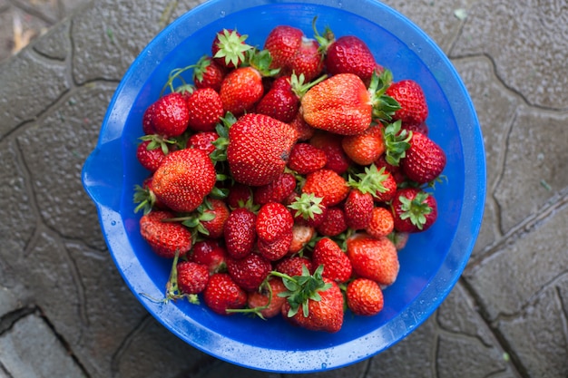 Tazón de fresas recién cogidas