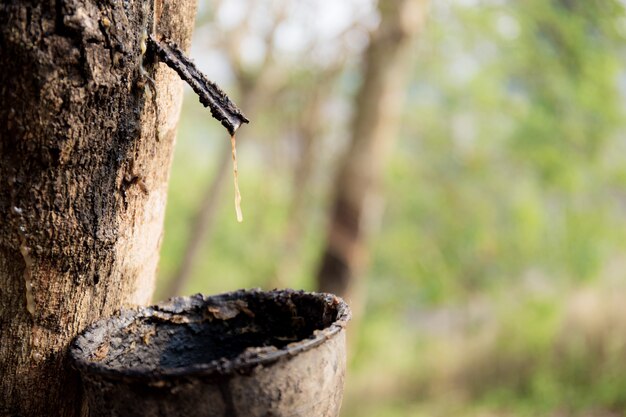 Foto tazón viejo de seco en el árbol de goma.