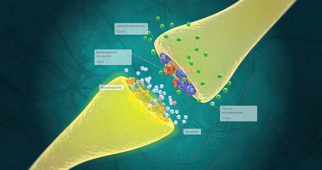 TCAs binden an SERT- und NET-Transportproteine für Serotonin bzw. Noradrenalin