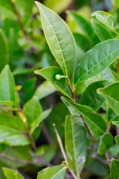 Té camellia sinensis las hojas superiores de los arbustos hojas de té verde en una rama