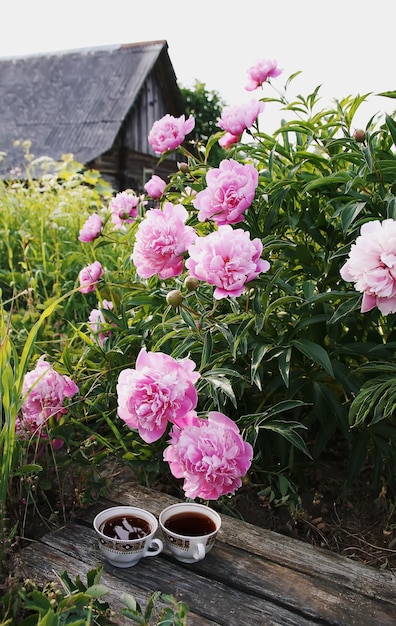 Té en estilo campestre en el jardín de verano en el pueblo Dos tazas de té negro caliente sobre tablas de madera desgastadas y flores de peonía rosa florecientes a la luz del sol