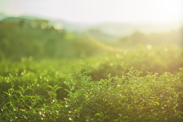 Té fresco y plantaciones de té en un ambiente agradable.